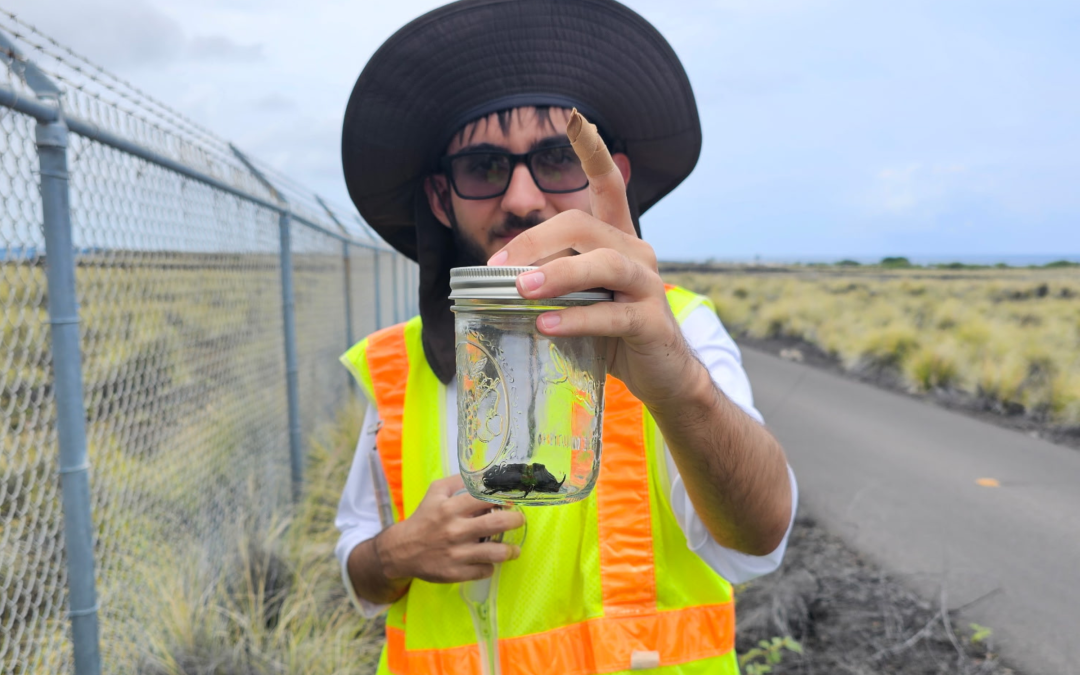 Environment12 Years In: How Hawai‘i is Still Working to Curb the Coconut Rhinoceros Beetle