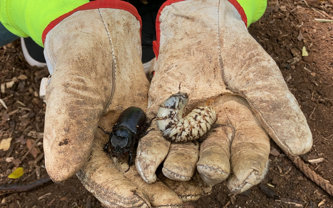 EnvironmentHow to Help Hawai‘i Contain the Coconut Rhinoceros Beetle