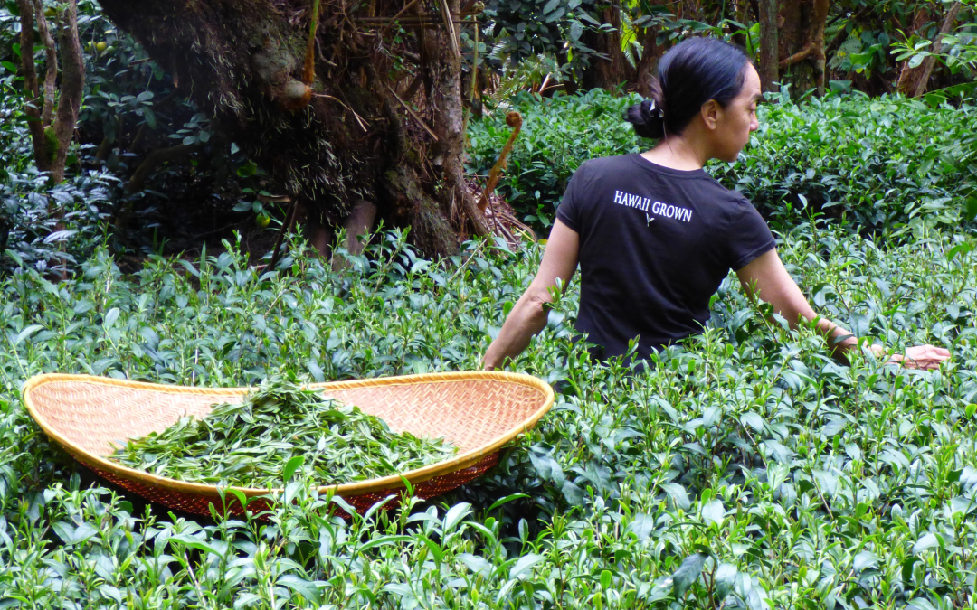 EnvironmentInside Hawai‘i’s Small but Persisting ‘True Tea’ Industry